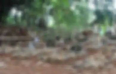 Tanah Makam Berisik Pengerjaan Proyek, Jasad di Bogor Sampai Datang ke Mimpi Anaknya Minta Pindah Kuburan