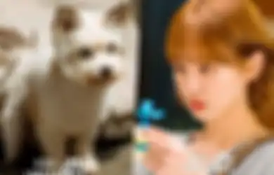 Cute! Park Gyu Young Berubah Jadi Anak Anjing Menggemaskan di Drama Korea A Good Day to Be a Dog