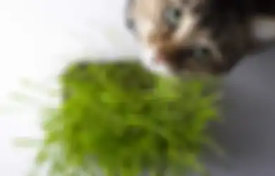 4 Jenis Rumput Ini Baik untuk Kucing Peliharaan. Enggak Melulu Ikan!