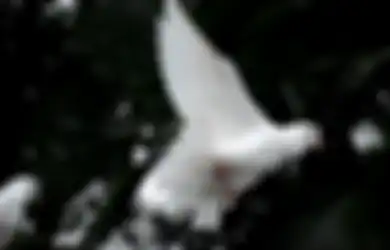 Kekuatan Khodam Merpati Putih, Sang Pendamai yang Penuh Kasih Sayang