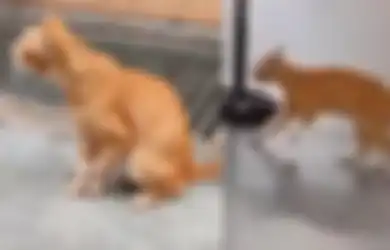 Viral di TikTok Kucing Oreng dengan Kaki Pincang Tiba-tiba Datang ke Rumah Sakit, Endingnya Bikin Warganet Penuh Haru!