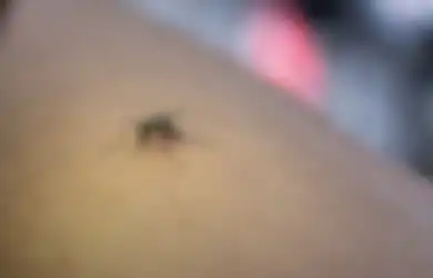 Gini 4 Cara Agar Terhindar dari Gigitan Nyamuk, Biar Enggak Kena DBD