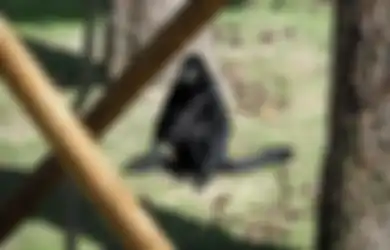 Kekuatan Khodam Kera Hutan Hitam, Penjaga Alam Liar yang Cerdas Bukan Main