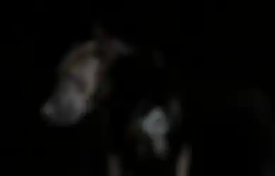 Kekuatan Khodam Anjing Hitam, Jin Pelindung Setia yang Punya Intuisi Tajam