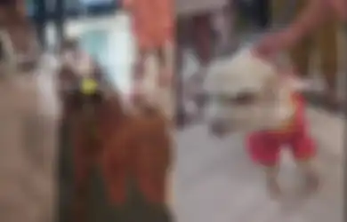 2 Ekor Kambing  Lucu Ini Anteng Diajak Healing ke Mal, Respon Para Pengunjung Viral di TikTok