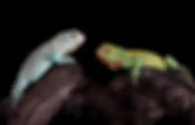Kumpulan Quotes Dalam Rangka Peringatan Hari Reptil 2023, Cocok Jadi Status Instagram