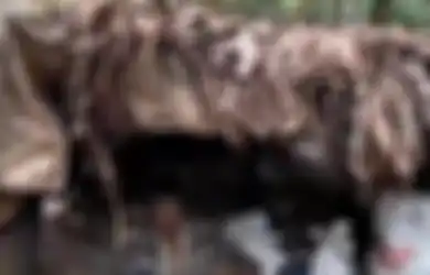 Viral di TikTok Kisah Mbah Ngatiman Tinggal di Hutan Selama 10 Tahun, Tempati Gubuk Reyot hingga Makan Umbi