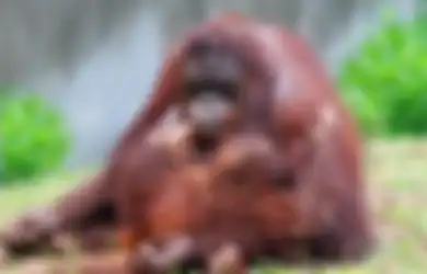 Alasan Orangutan Disebut Sebagai The Best Mother in The World