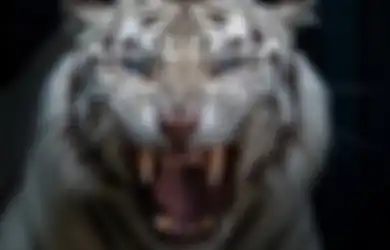 3 Weton Jagur Harimau yang Konon Rezekinya Datang dari Berbagai Arah