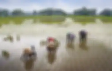 Alhamdulillah Petani Dapat Rp8 Juta Per Satu Hektar, Ini Beda Bansos Puso Dan Bansos El Nino