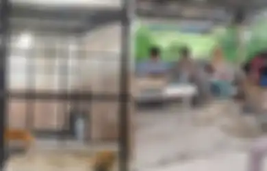Sebelum Tewas Diterkam, Suprianda Diancam Bosnya Bakal Dipecat Jika Tak Mau Beri Makan Harimau