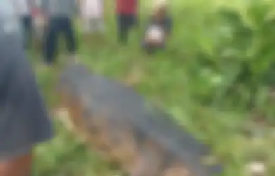 Viral Video Bocah 10 Tahun di Kalteng Diterkam Buaya, Perut Sang Predator Dibelah, Warga Sekitar Percaya Hal Ini
