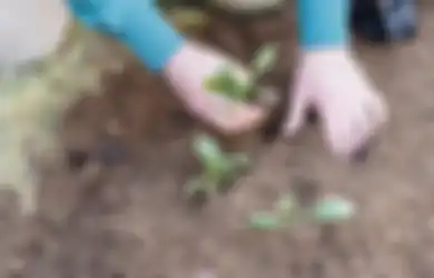 10 Ide Hadiah untuk Istri yang Punya Hobi Berkebun, Dijamin Berguna dan Bikin Istri Senang