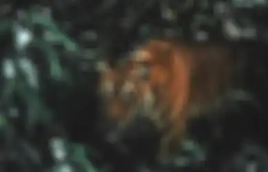 Kekuatan Jin Khodam Macan Gunung Lawu, Penjaga Lingkungan yang Penuh Keberanian
