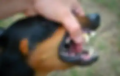 Arti Mimpi Digigit Anjing di Tangan, Bakal Ada yang Menyakiti Anda?