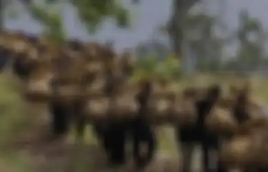 Makna Tradisi Seren Taun yang Berasal dari Kecamatan Cisolok