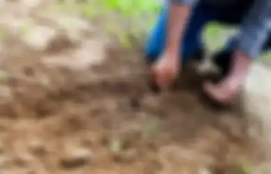Viral di TikTok, Wanita Ini Syok saat Pulang Kampung Gegara Rumahnya Kini Jadi Kebun Cabai, Kok Bisa?