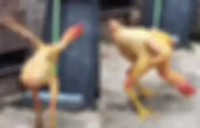 Tetap Hidup Meski Tubuhnya Gundul, Penampakan Ayam Tanpa Bulu di Kediri Viral di TikTok