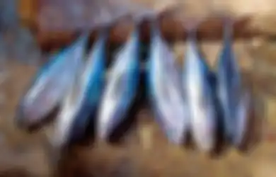Terungkap, Ini Dia 6 Jenis Ikan Paling Bermanfaat untuk Kesehatan!