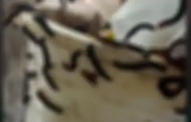 Viral di TikTok, Rumah Seorang Warga di Wonogori Mendadak Diserbu Ribuan Ulat Bulu: Resiko Rumah di Pinggir