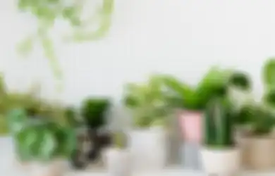 10 Tanaman Hias yang Cocok Dijadikan Hadiah untuk Ibu, Dijamin Pasti Suka