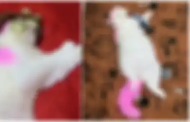 Seekor Anabul Berwarna Pink Viral di TikTok, Terkuak Mengapa Bulunya Bisa Merah Muda
