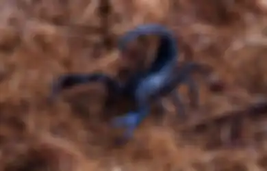 Ini Pertanda Kalajengking Hitam Masuk Rumah Menurut Primbon Jawa