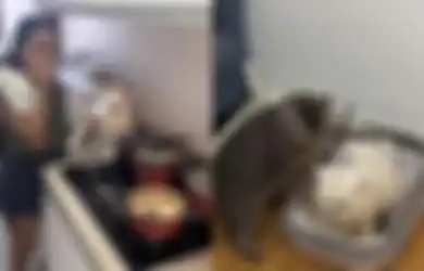 3 Tanggal Lahir yang Sangat Suka Memelihara Kucing, Bertanggung Jawab Banget!