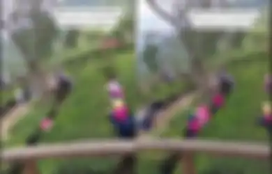 Pengunjung Terkekeh Lihat Kompaknya Emak-emak di Kebun Teh Tambi, Bikin Konten Teletubbies hingga Viral di TikTok
