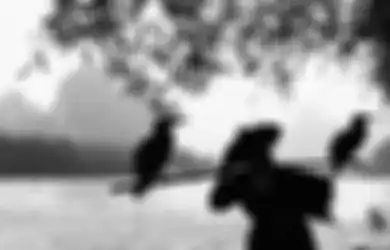 5 Tanggal Lahir Pemilik Khodam Gagak Langit, Mudah Kumpulkan Kekayaan