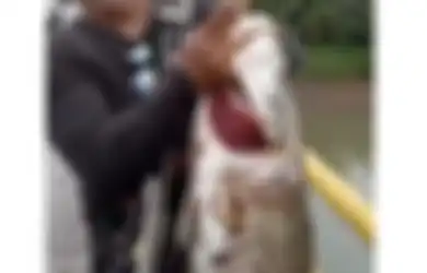 Sukses Tangkap Ikan Kakap Putih Berukuran Jumbo, Video Warga Pati Ini Viral di Media Sosial