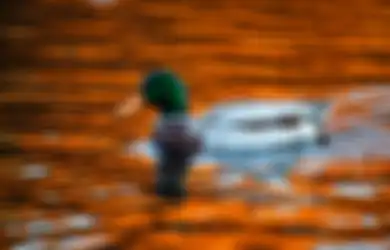 Duck Syndrom Jadi Istilah dalam Psikologi yang Viral di TikTok, Apa Artinya?