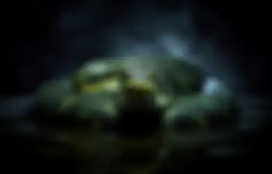 Ular Masuk Rumah Malam Hari Artinya Apa Menurut Primbon Jawa?