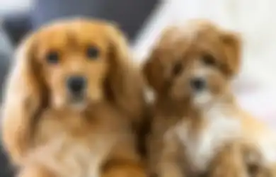 13 Ide Hadiah untuk Teman yang Punya Anjing Peliharaan di Rumah, Dijamin Bikin Temanmu Terkesan!