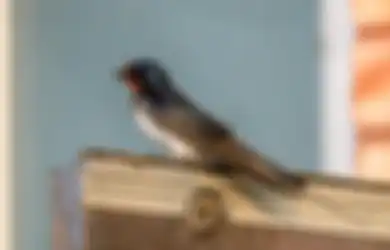 Arti Burung Walet Masuk Rumah Menurut Primbon Jawa, Ada Kabar Bahagia?