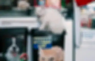 3 Weton yang Gampang Sukses Jika Fokus Mengelola Pet Shop, Siapa Saja?
