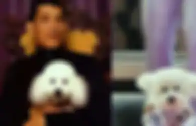 Rogoh Kocek Rp 31 M Demi Kremasi Anjing Kesayangan, Kekayaan Raja Thailand Mendadak Jadi Sorotan