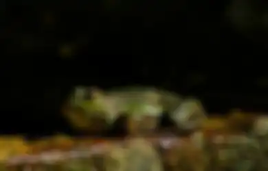 Ini Pertanda dari Kodok Masuk Rumah Malam Hari, Keberuntungan?