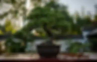 10 Ide Hadiah Spesial untuk Ibu yang Hobi Mengoleksi Bonsai, Dijamin Bikin Mama Happy!