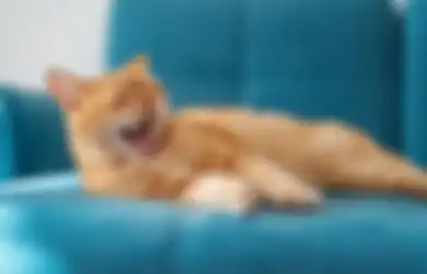 5 Penyebab Kucing Sering Menguap. Bukan Cuma Pertanda Ngantuk!