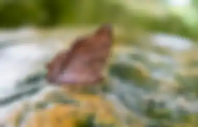 Ini Tanda Kupu-kupu Coklat Masuk Rumah, Bakal Ada Tamu yang Datang?