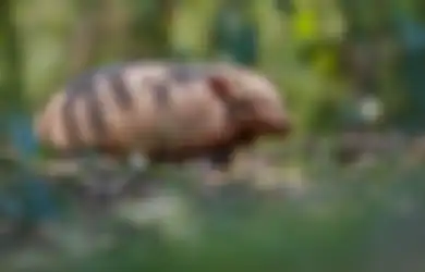 Kumpulan Quotes Tentang Pentingnya Menjaga Kelestarian Trenggiling, Mamalia yang Kerap Jadi Korban Tangan Nakal Pemburu