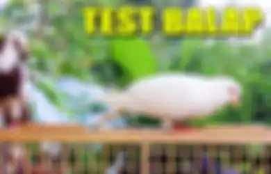 7 Tanggal Lahir yang Hobi Pelihara Burung Merpati di Rumah