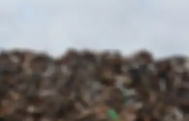 Kumpulan Quotes Peringati Hari Peduli Sampah Nasional, Rayakan Kesadaran Lingkungan untuk Masa Depan Anak Cucu