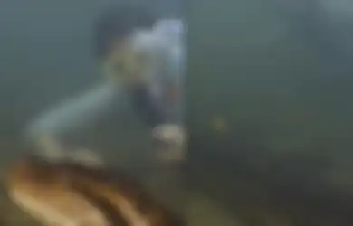 Panjangnya Hampir 8 Meter, Video Pria Bertemu Anaconda Raksasa saat Menyelam di Sungai Amazon Ini Viral di TikTok