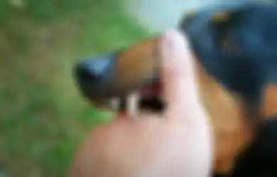 5 Arti Mimpi Digigit Anjing di Tangan, Bakal Hadapi Ujian Berat?