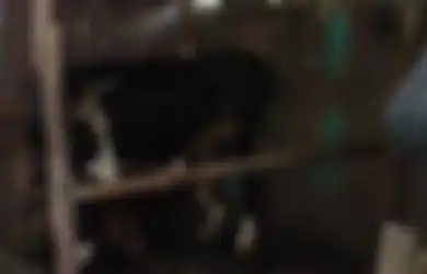 Wanita di Jember Dipukuli dan Dirantai di Kandang Sapi oleh Suami, Pelaku Marah karena Korban Merantau Tanpa Pamit