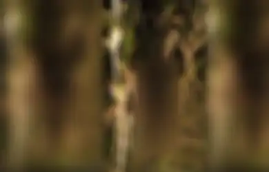 Misteri Penemuan Mayat Wanita setengah Telanjang di Kebun Jagung Wilayah Gresik, Perutnya Bolong