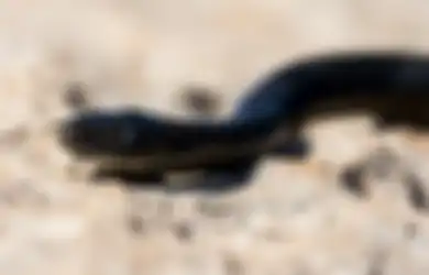 Ular Hitam Kecil Masuk Rumah Menurut Primbon Jawa Pertanda Apa?