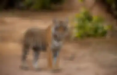 10 Arti Mimpi Harimau Masuk Rumah, Bakal Alami Kesuksesan Besar?
